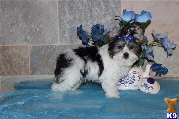 my babydoll yorkies Picture 2